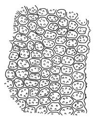 Haplohymenium pseudotriste, mid laminal cells at margin. Drawn from J.E. Beever 20-26, CHR 104583.
 Image: R.C. Wagstaff © Landcare Research 2014 